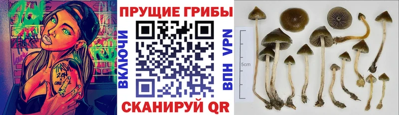 мега tor Стерлитамак Галлюциногенные грибы MAGIC MUSHROOMS